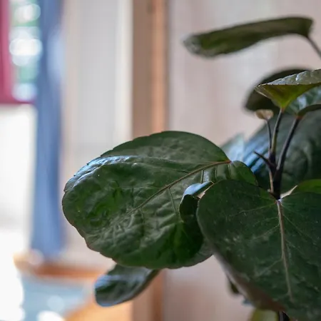 Jardim De Sao Lazaro -