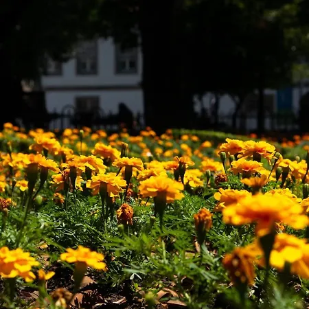 Jardim De Sao Lazaro - Daire