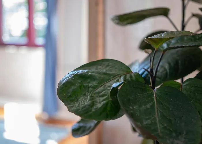 Jardim De São Lázaro -