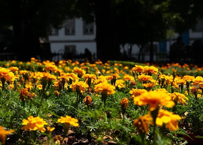 Jardim De Sao Lazaro - شقة